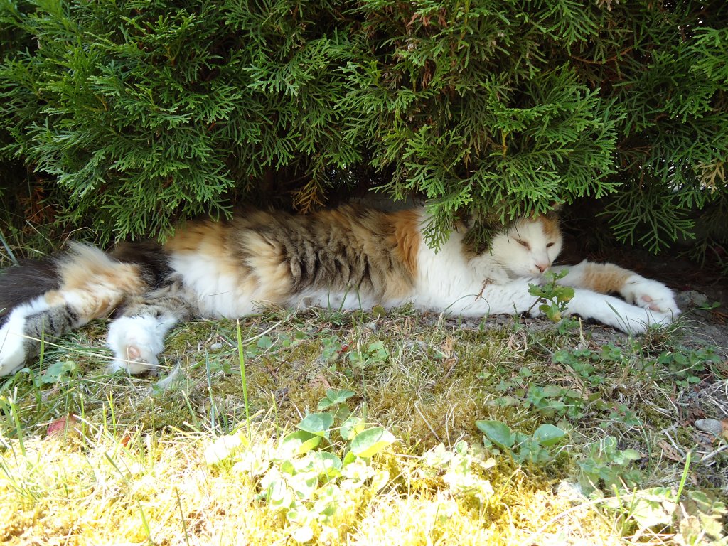 (127'969) - Katze Fortuna geniesst den Schatten am 12. Juli 2010