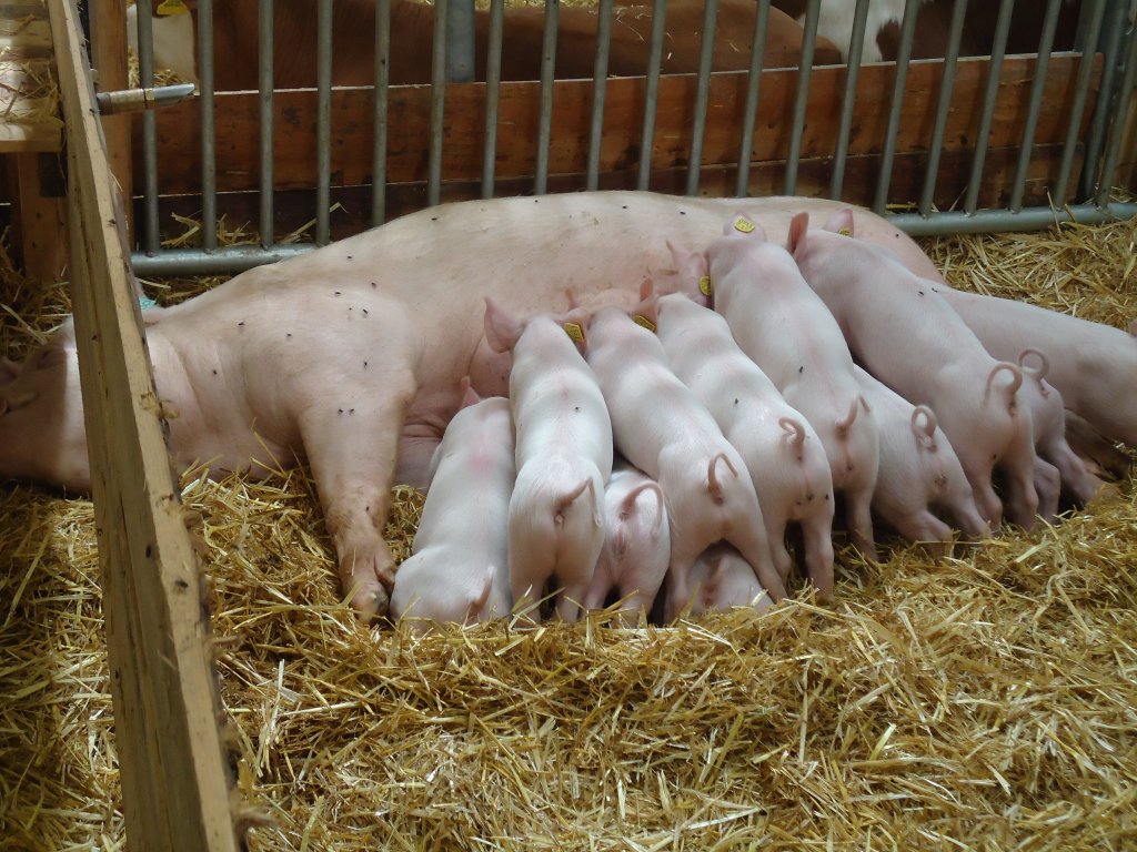 (129'163) - Muttersau mit ihren Jungen an der Oberl�ndischen Herbstausstellung OHA am 29. August 2010 in Thun