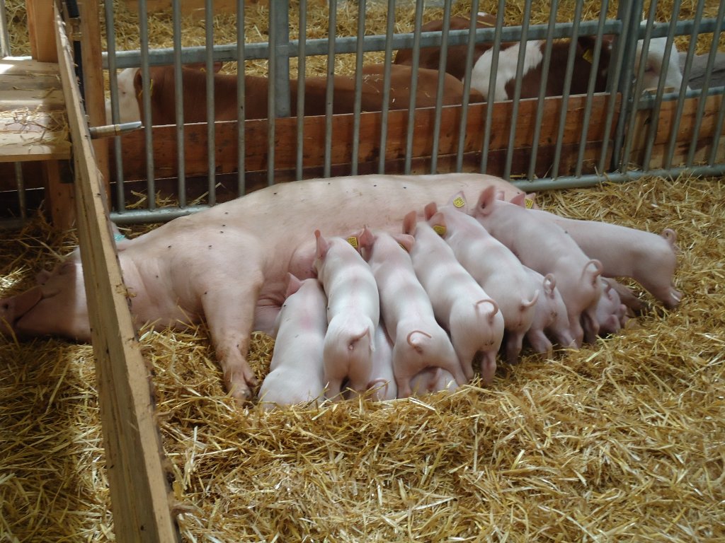 (129'164) - Muttersau mit ihren Jungen an der Oberl�ndischen Herbstausstellung OHA am 29. August 2010 in Thun