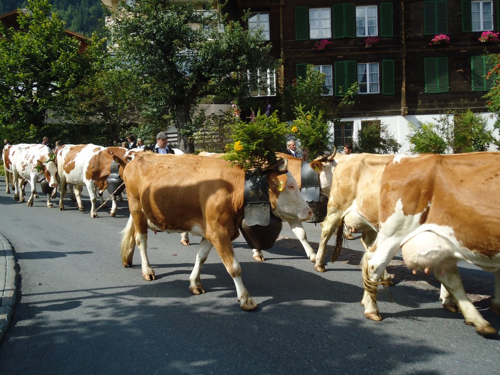 (129'477) - Alpabzug auf der Landstrasse in Adelboden am 5. September 2010