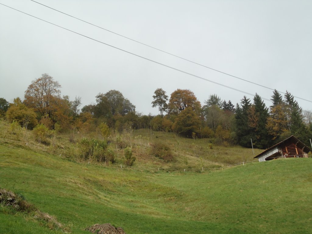 (130'331) - Im Frutigspissen Ladholz: Die reinste Wildnis auf dem Weg zum Zihl-Ladholz am 11. Oktober 2010