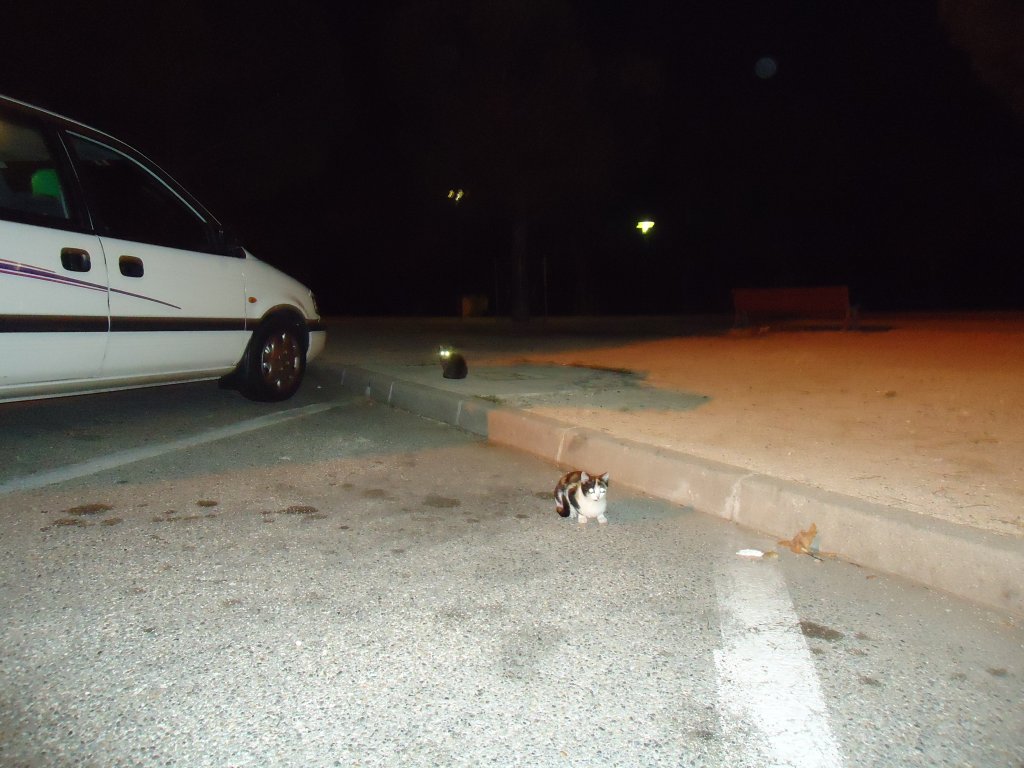 (130'486) - Halbwilde Katzen auf einer Autobahnrastst�tte in Frankreich am 14. Oktober 2010