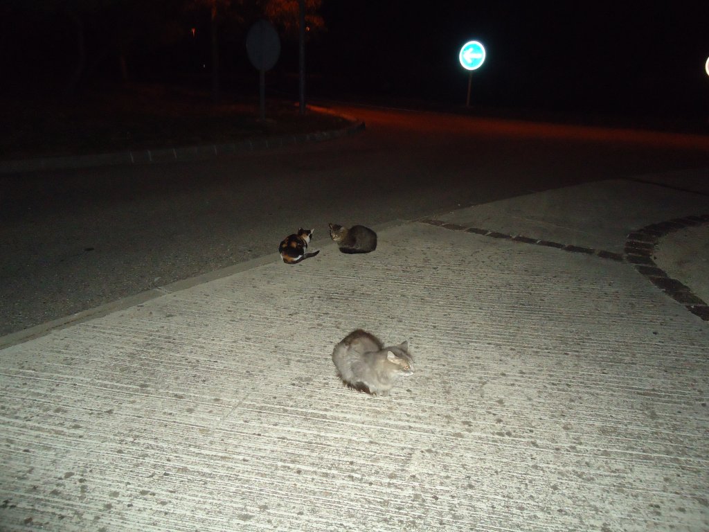 (130'488) - Halbwilde Katzen auf einer Autobahnrastst�tte in Frankreich am 14. Oktober 2010
