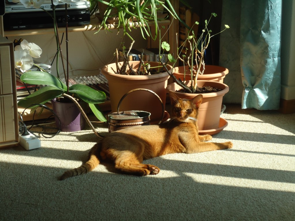 (132'771) - Katze sonnt sich in der Stube am 8. M�rz 2011