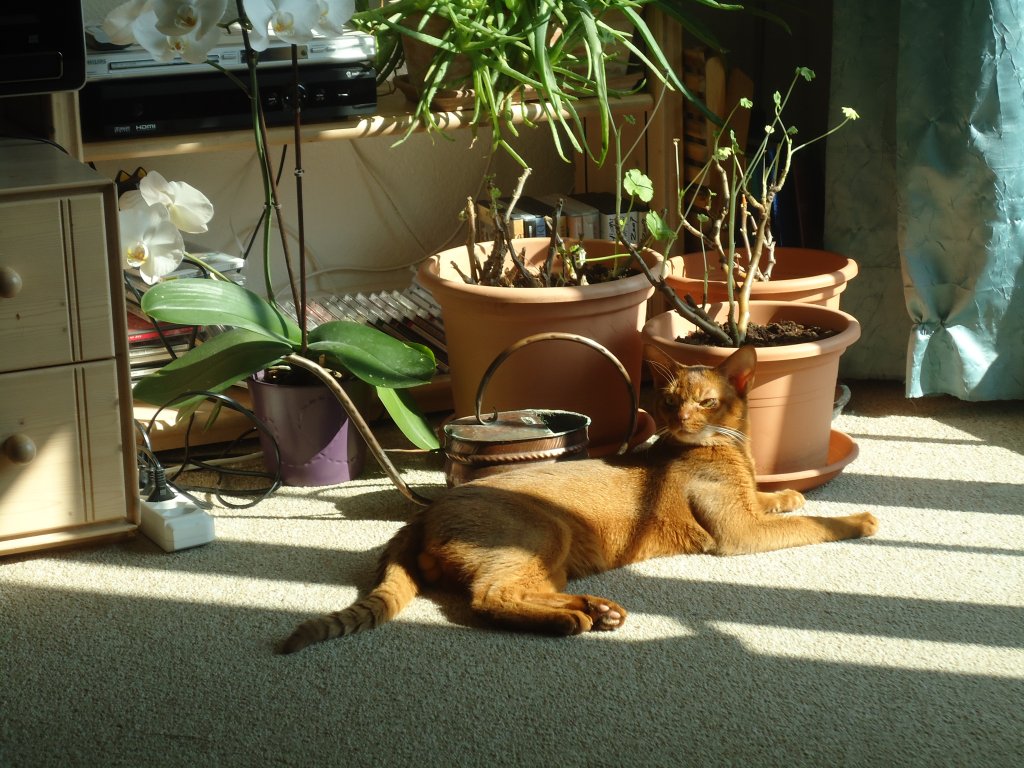 (132'772) - Katze sonnt sich in der Stube am 8. M�rz 2011