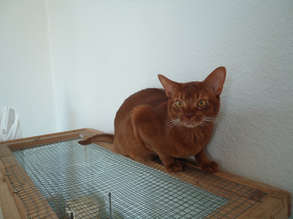 (132'777) - Die Katze auf dem Hamsterk�fig am 8. M�rz 2011