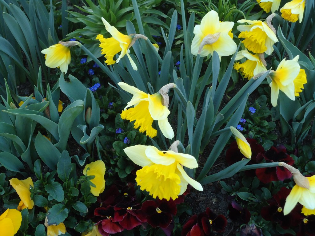 (133'174) - M�rzenglocken am 29. M�rz 2011