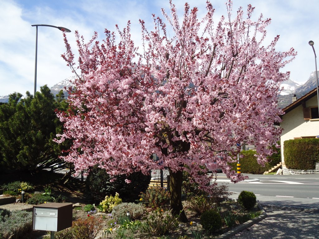 (133'188) - Der Fr�hling kommt; bl�hender Kirschbaum am 3. April 2011 in Riddes
