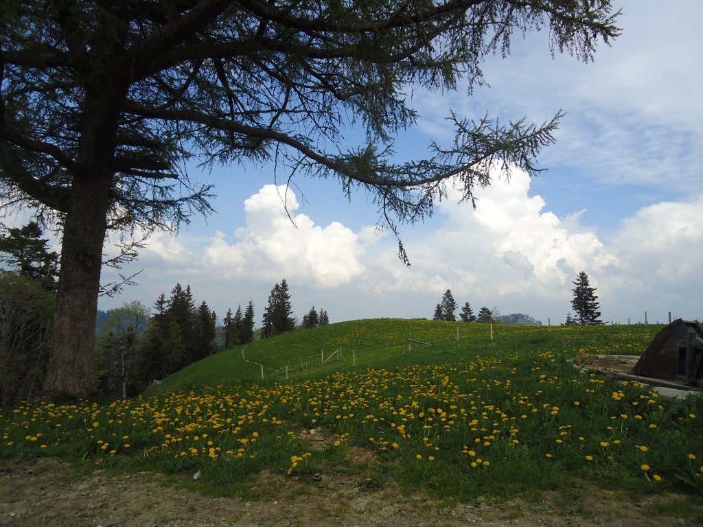 (133'513) - Hinterarnialp am 30. April 2011 bei Wasen im Emmental