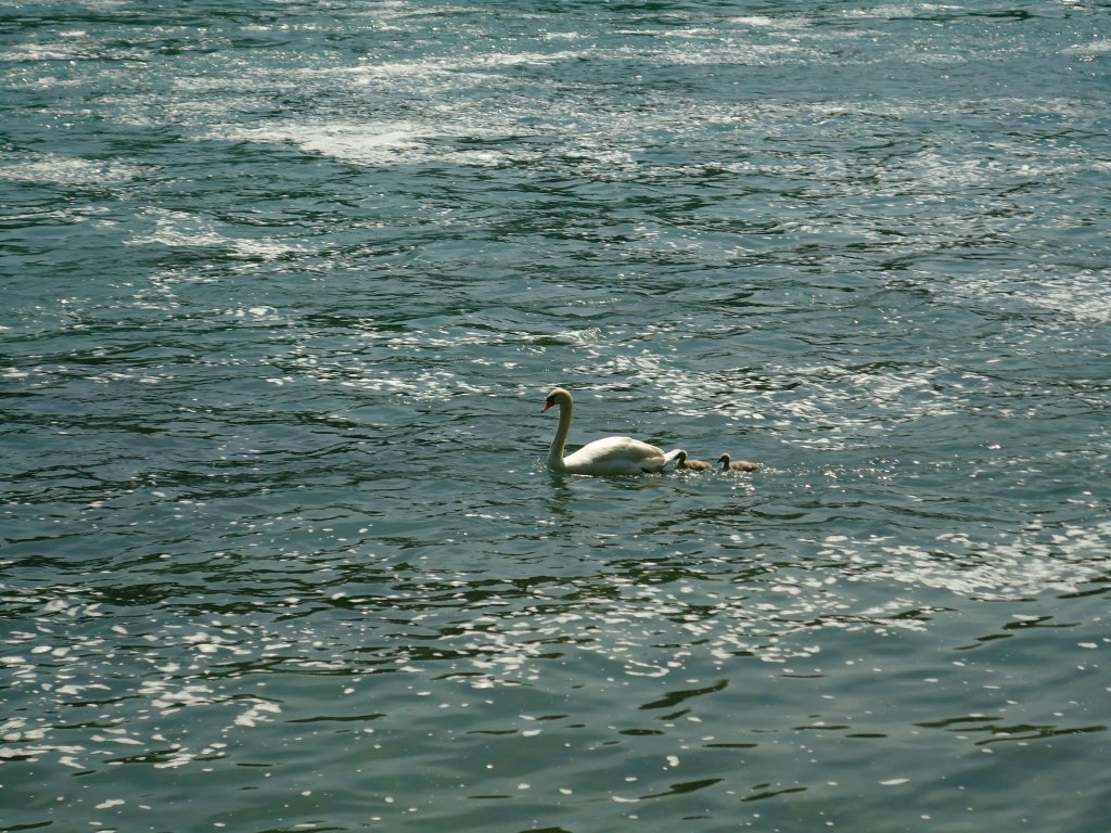 (133'769) - Schwan mit zwei Jungen am 23. Mai 2011 beim Rheinfall