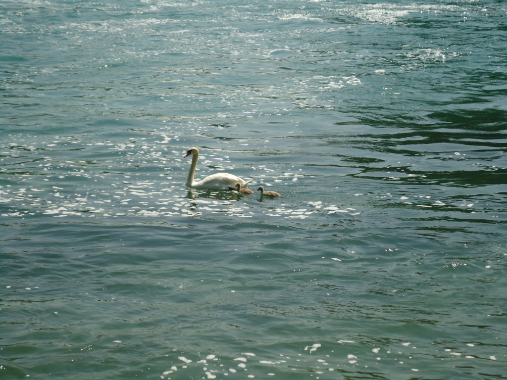 (133'771) - Schwan mit zwei Jungen am 23. Mai 2011 beim Rheinfall