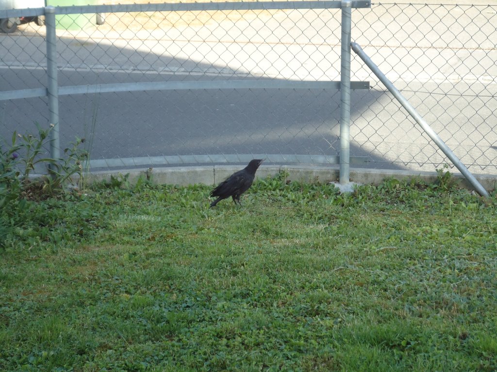 (133'889) - Ein Rabe auf dem Rasen am 28. Mai 2011