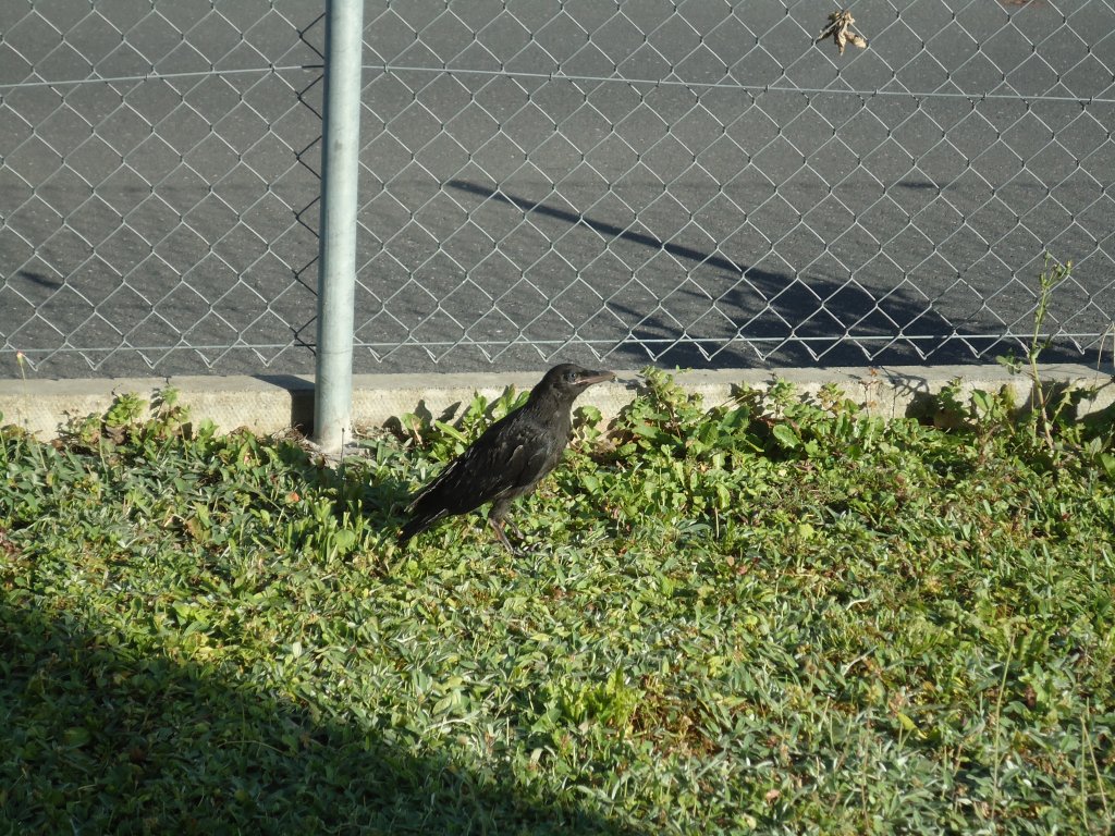 (133'890) - Ein Rabe auf dem Rasen am 28. Mai 2011