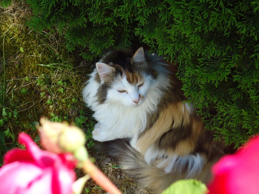 (133'937) - Katze Fortuna am Schatten am 30. Mai 2011
