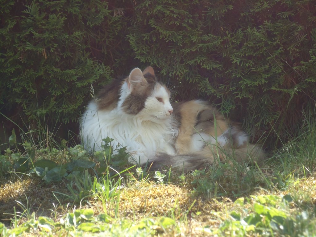 (133'938) - Katze Fortuna am Schatten am 30. Mai 2011