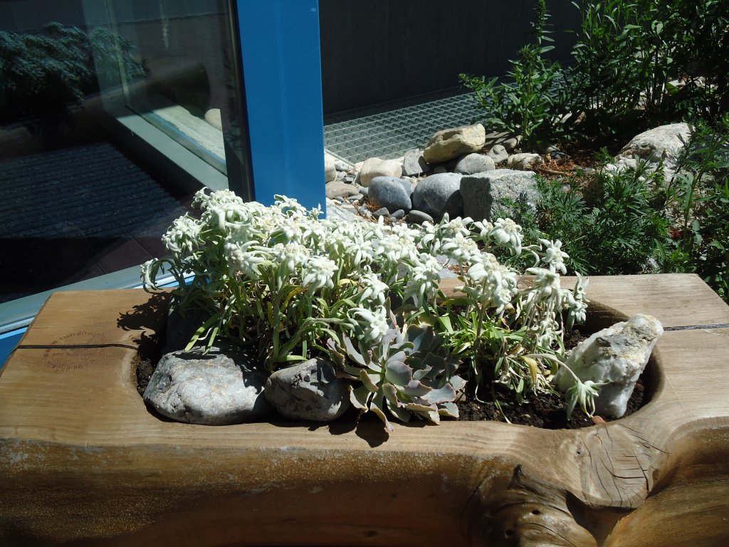 (134'300) - Edelweiss bei der Alpina in Adelboden am 19. Juni 2011