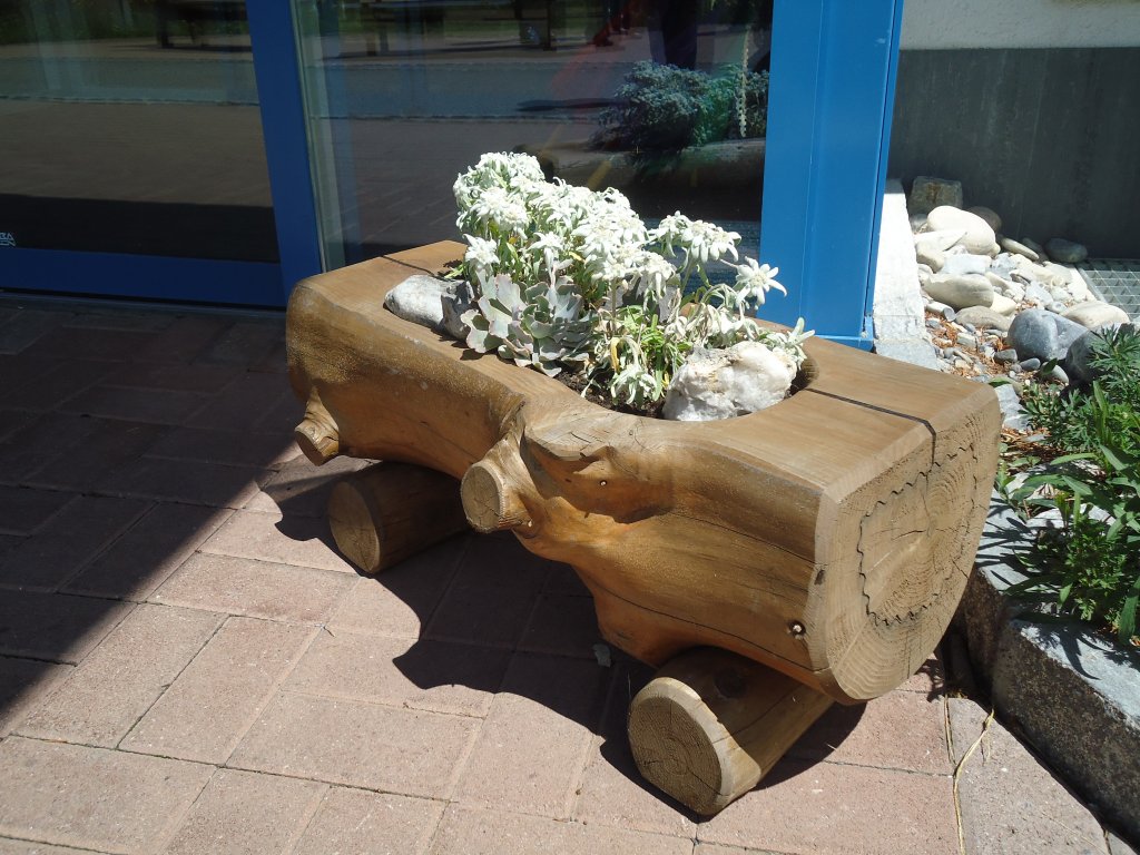 (134'301) - Edelweiss bei der Alpina in Adelboden am 19. Juni 2011