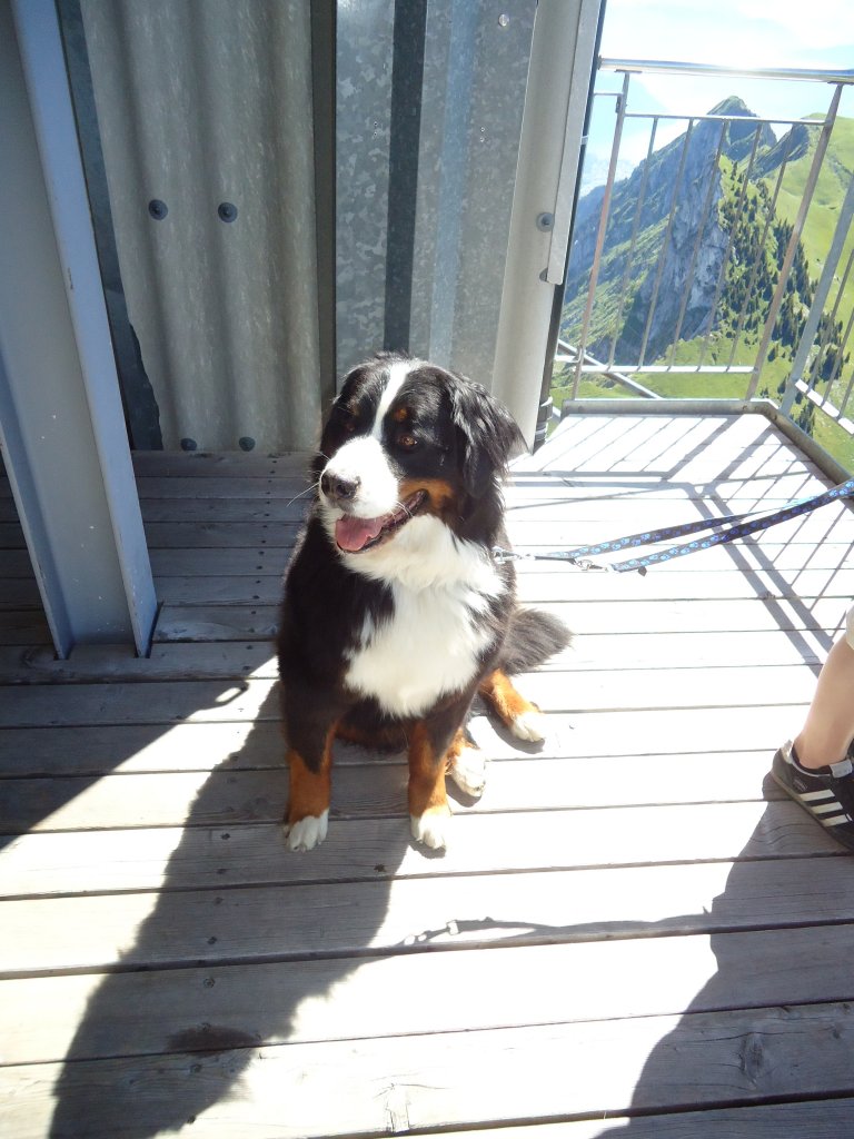 (134'430) - H�ndin Goya auf dem Stockhorn am 26. Juni 2011