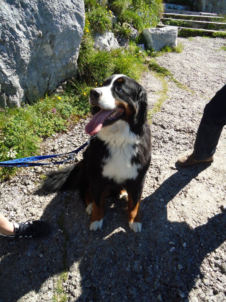 (134'434) - H�ndin Goya auf dem Stockhorn am 26. Juni 2011