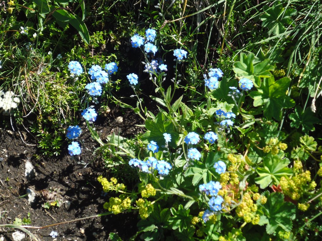 (134'435) - Alpenflora am Stockhorn am 26. Juni 2011