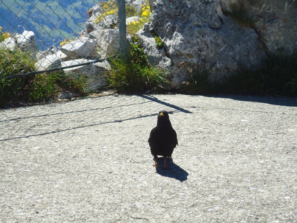 (134'451) - Eine Bergdohle auf dem Stockhorn am 26. Juni 2011