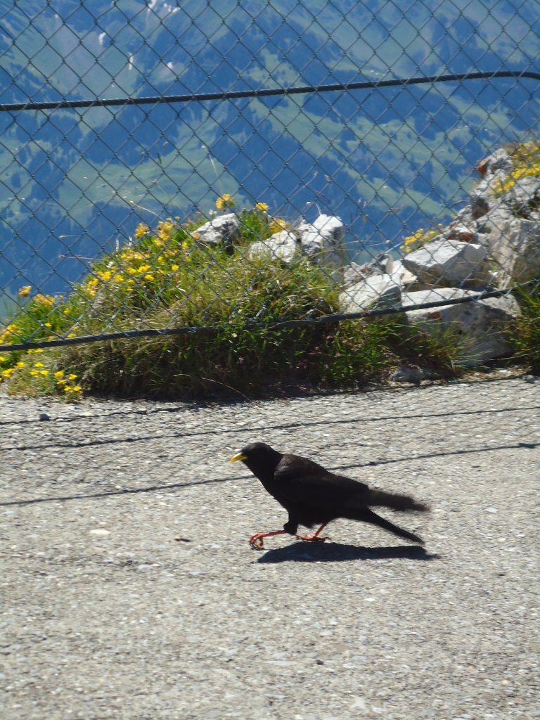 (134'452) - Eine Bergdohle auf dem Stockhorn am 26. Juni 2011
