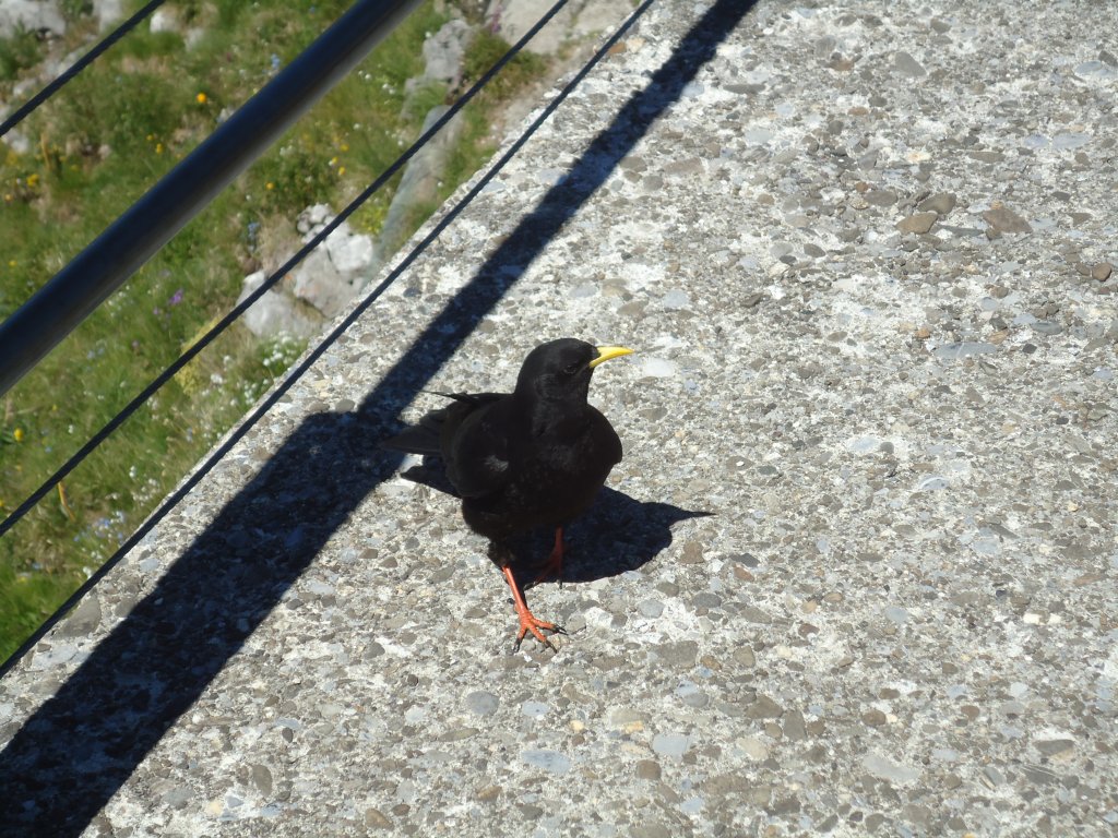 (134'457) - Eine Bergdohle auf dem Stockhorn am 26. Juni 2011