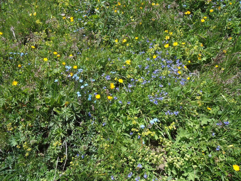 (134'476) - Alpenflora am Stockhorn am 26. Juni 2011