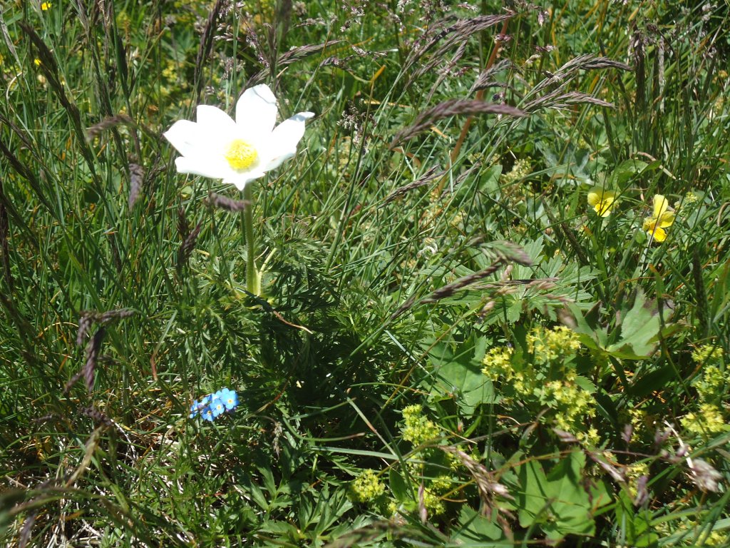 (134'478) - Alpenflora am Stockhorn am 26. Juni 2011