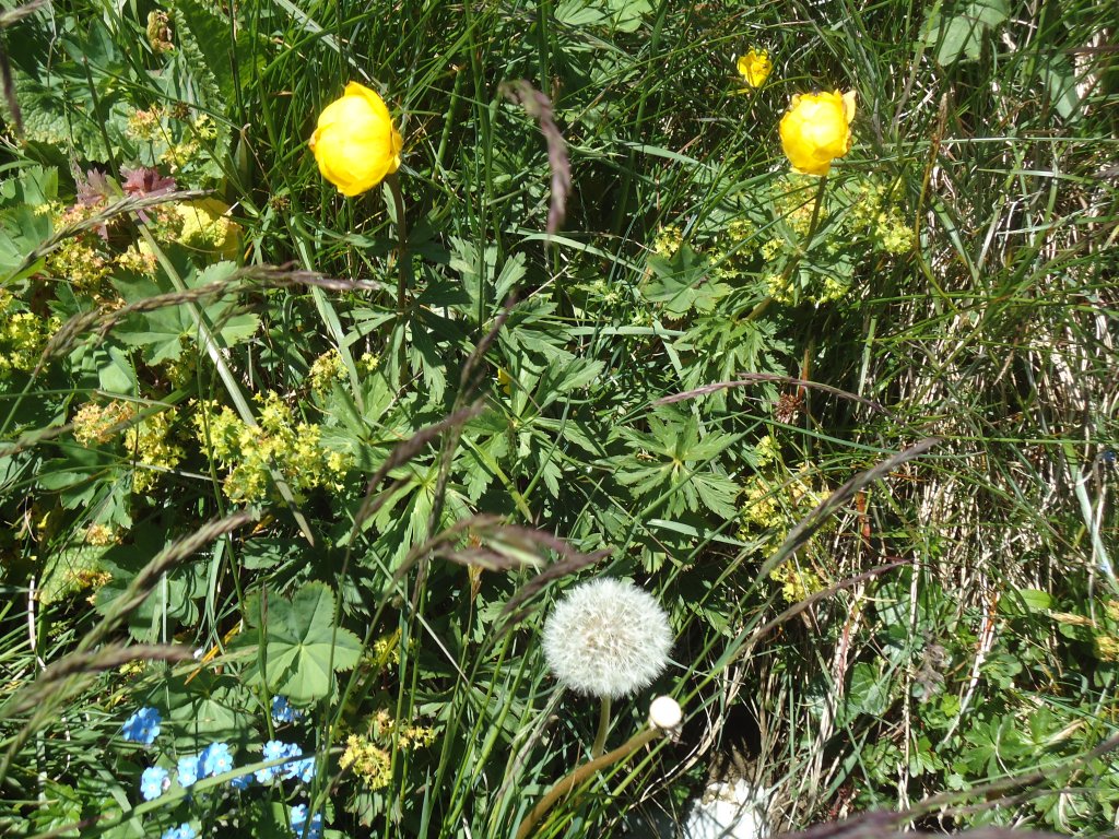 (134'479) - Alpenflora am Stockhorn am 26. Juni 2011