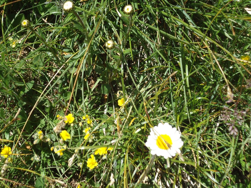 (134'482) - Alpenflora am Stockhorn am 26. Juni 2011