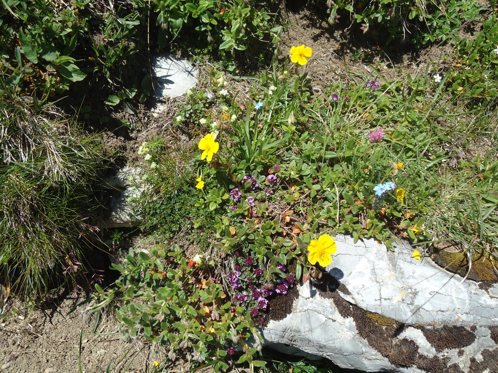 (134'483) - Alpenflora am Stockhorn am 26. Juni 2011