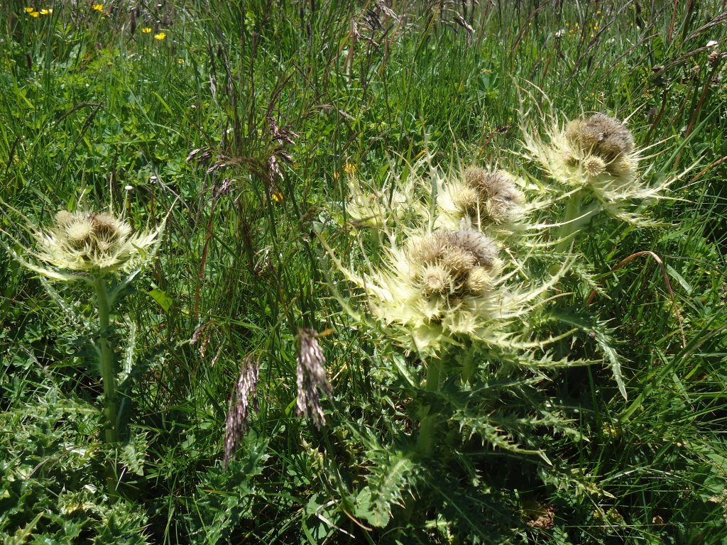 (134'486) - Alpenflora am Stockhorn am 26. Juni 2011