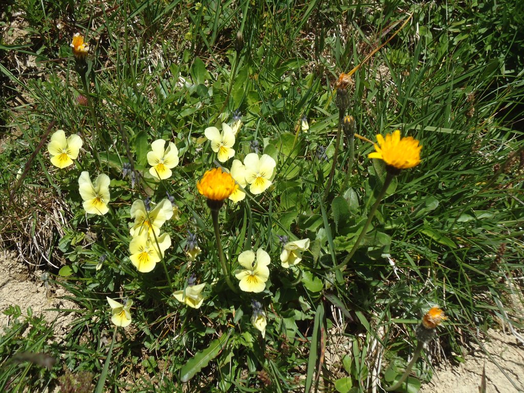 (134'491) - Alpenflora am Stockhorn am 26. Juni 2011