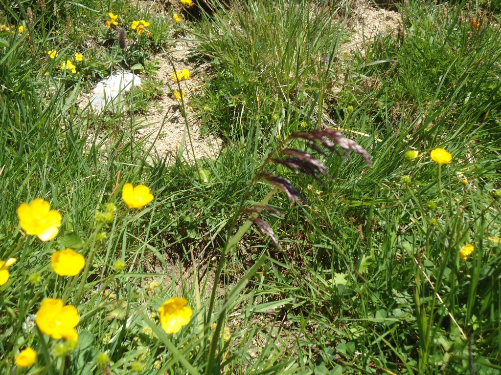 (134'493) - Alpenflora am Stockhorn am 26. Juni 2011