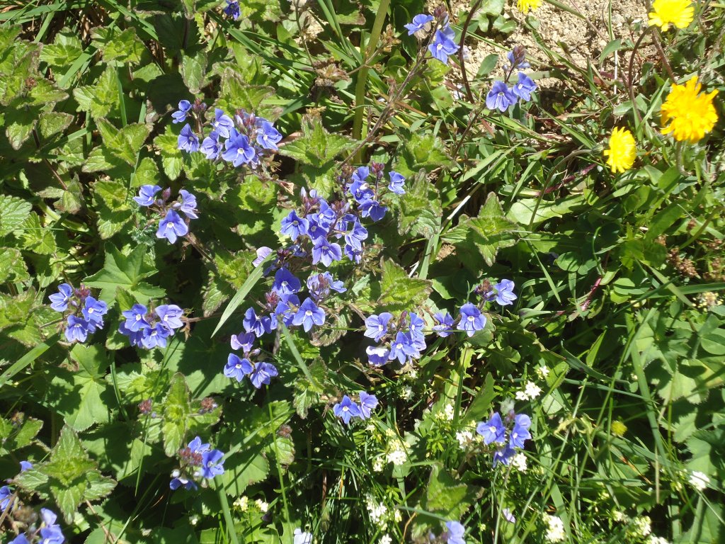 (134'494) - Alpenflora am Stockhorn am 26. Juni 2011
