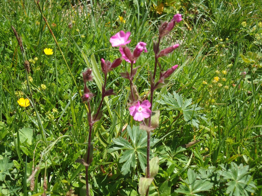 (134'496) - Alpenflora am Stockhorn am 26. Juni 2011