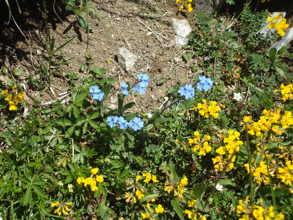 (134'497) - Alpenflora am Stockhorn am 26. Juni 2011