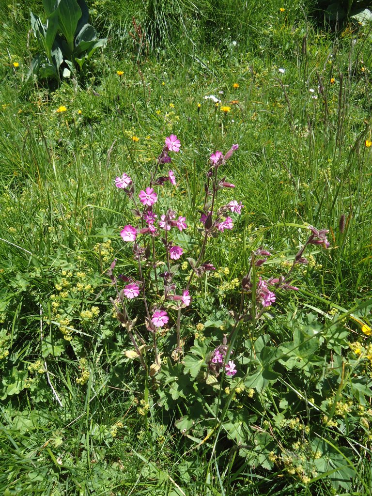 (134'500) - Alpenflora am Stockhorn am 26. Juni 2011