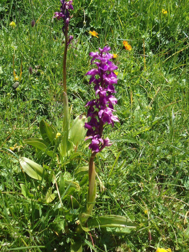 (134'501) - Alpenflora am Stockhorn am 26. Juni 2011