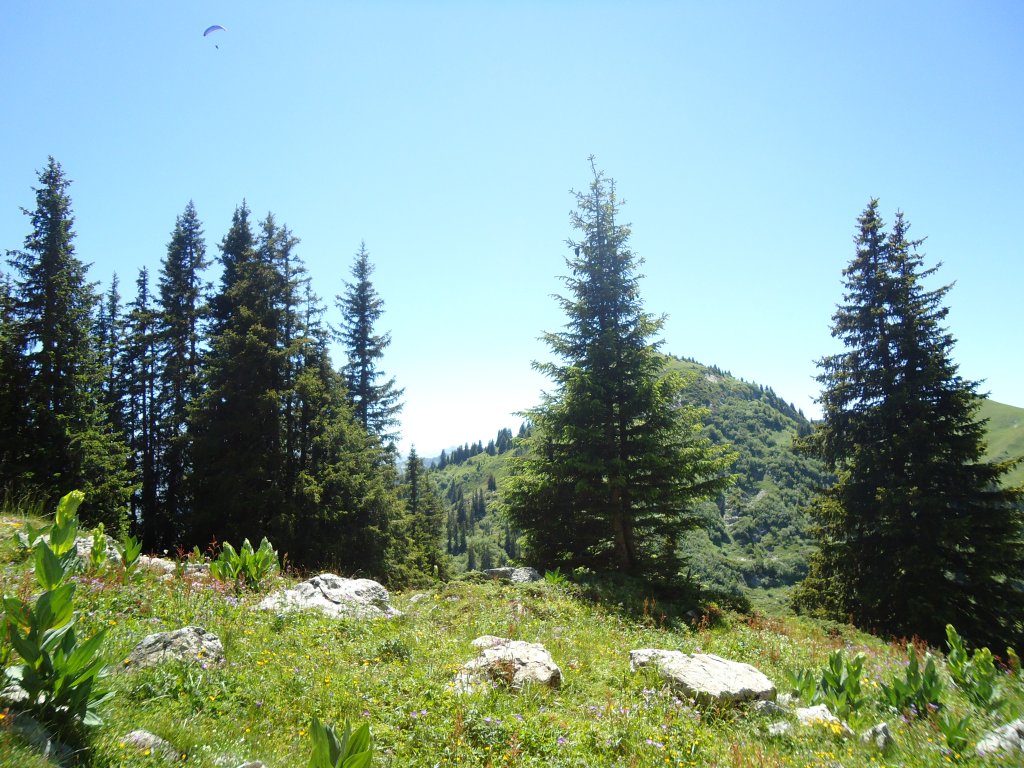 (134'503) - Tannen im Stockhorngebiet am 26. Juni 2011