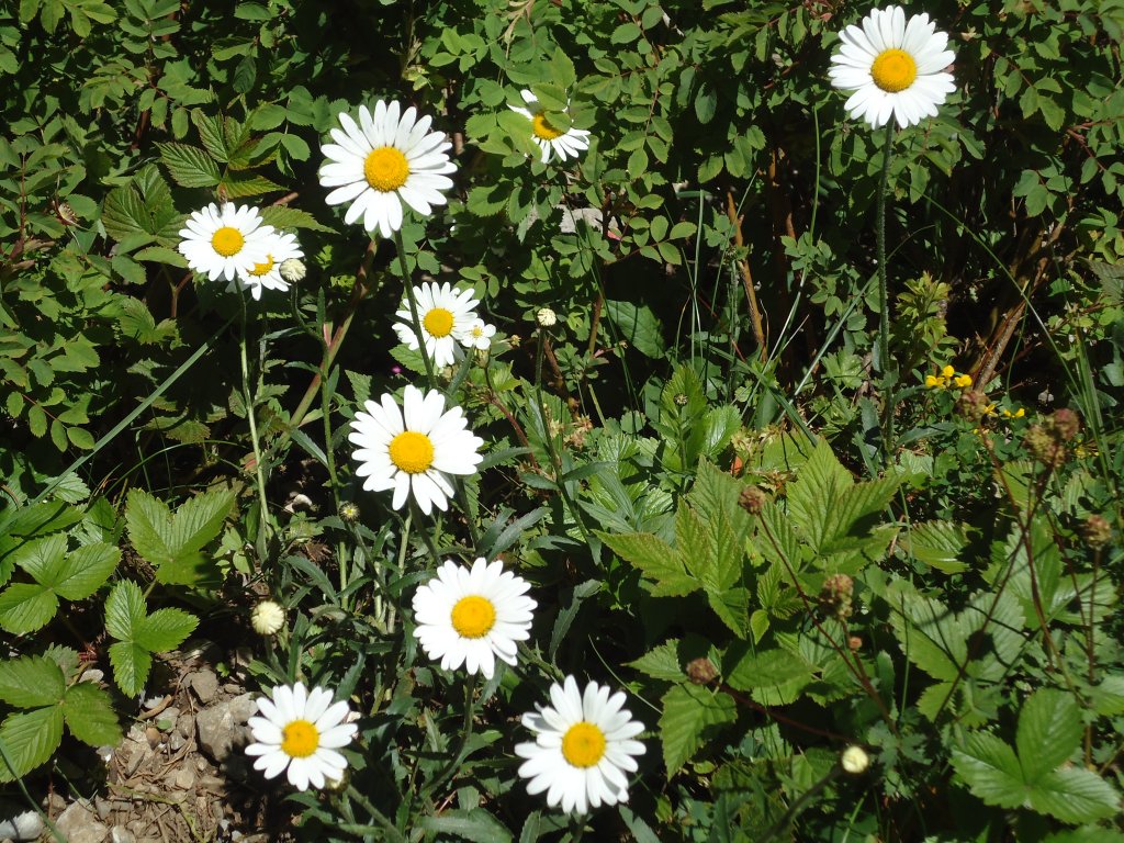 (134'505) - Alpenflora am Stockhorn am 26. Juni 2011