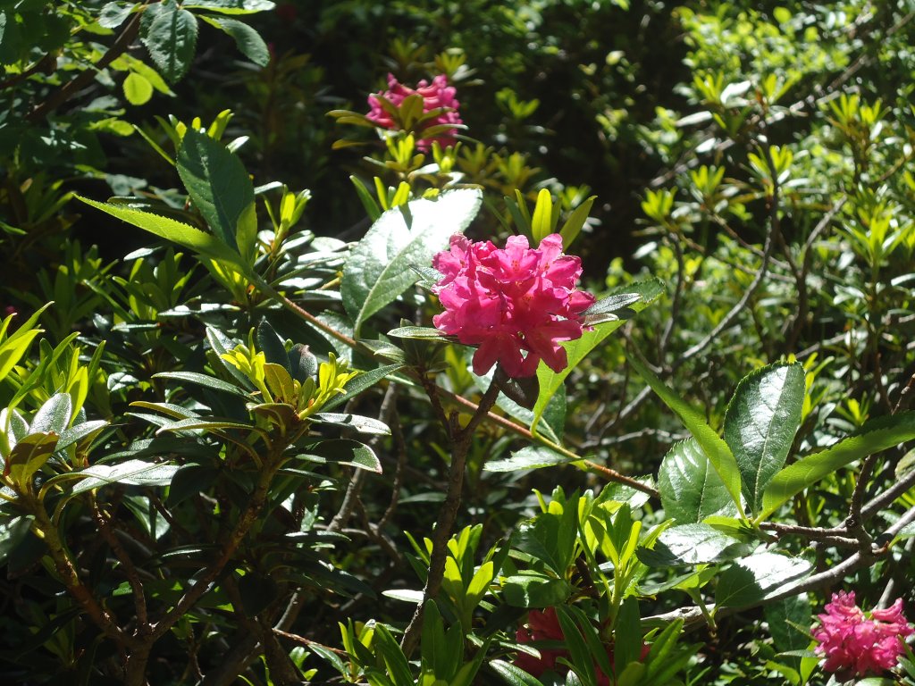 (134'506) - Alpenflora am Stockhorn am 26. Juni 2011