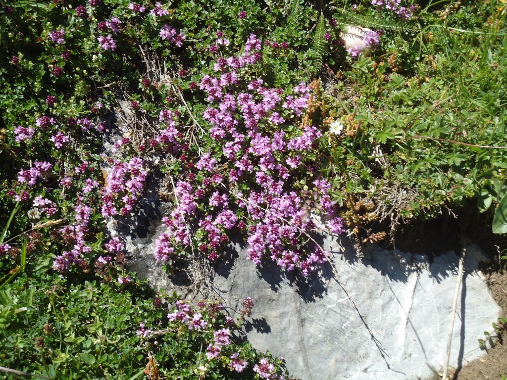(134'508) - Alpenflora am Stockhorn am 26. Juni 2011