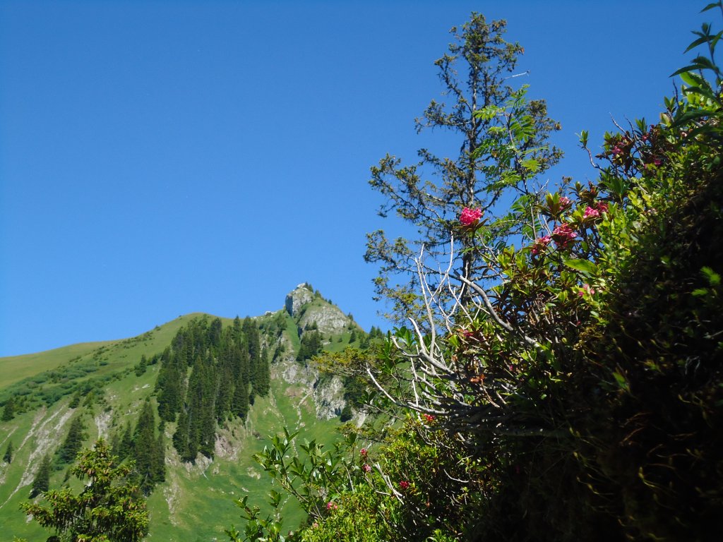 (134'519) - Alpenflora am Stockhorn am 26. Juni 2011