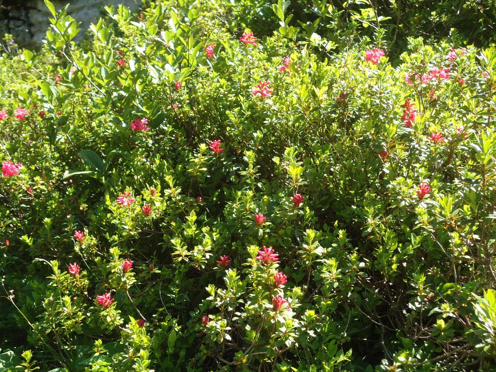 (134'520) - Alpenflora am Stockhorn am 26. Juni 2011