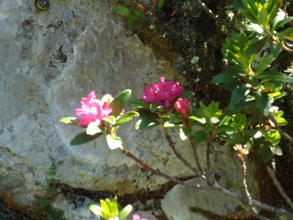 (134'521) - Alpenflora am Stockhorn am 26. Juni 2011