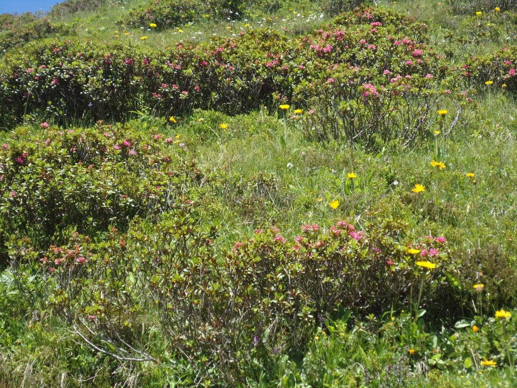 (134'693) - Alpenflora im Bachl�ger bei Grindelwald am 3. Juli 2011