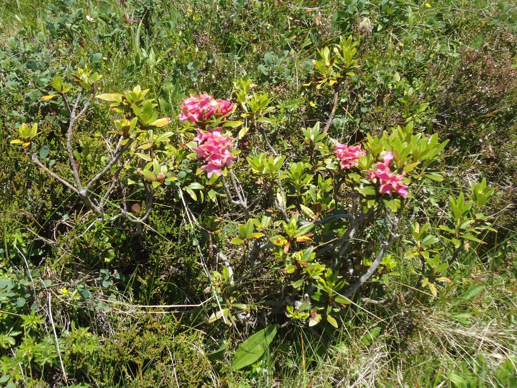 (134'696) - Alpenflora im Bachl�ger bei Grindelwald am 3. Juli 2011