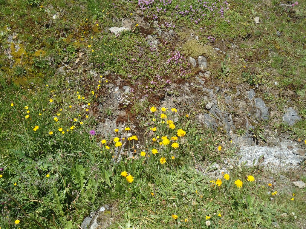 (134'698) - Alpenflora im Bachl�ger bei Grindelwald am 3. Juli 2011
